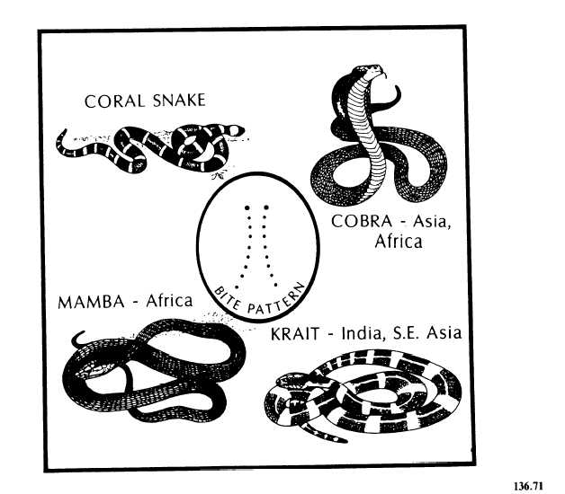 Corals, cobras, kraits, and mambas