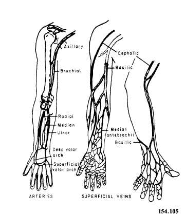 Arteries and veins of the upper extremity