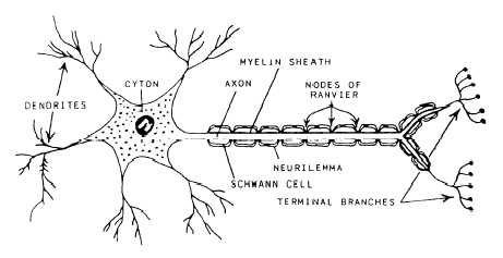 Parts Of The Neuron 2 Hook Ap Psychology 3b