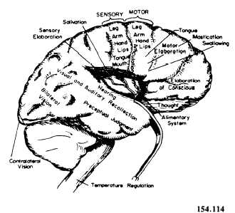 Functional areas of the brain