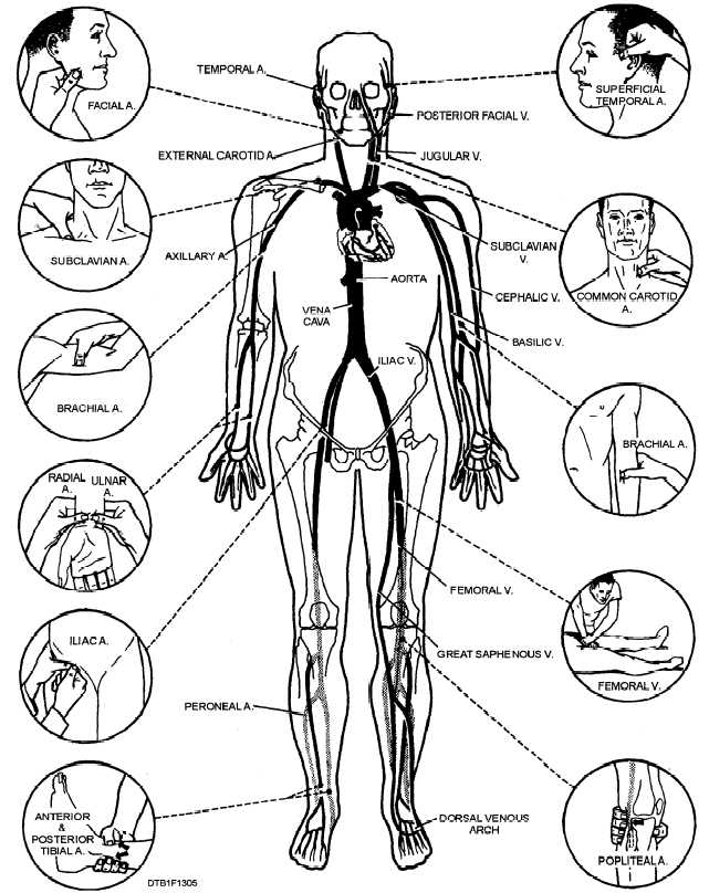 Figure 13 5 Principal Pressure Points 