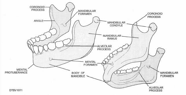 Anatomy of the mandible; lateral view (left), inferior view (right)