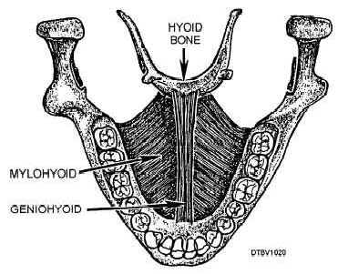 Mylohyoid and geniohyoid muscles