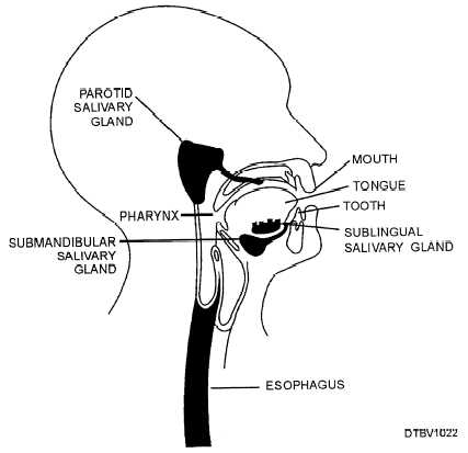 Figure 3-21.Anatomy of the palate