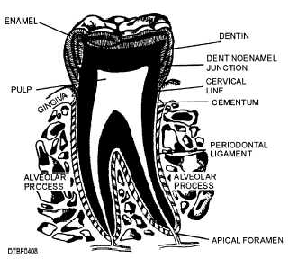 The periodontium