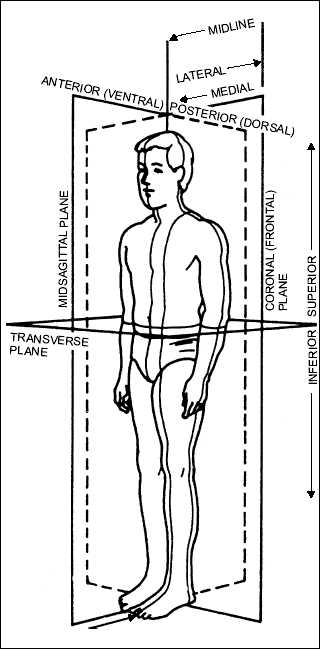 human anatomy positions