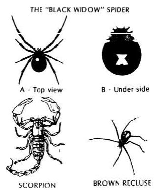 Black widow and brown recluse spiders and scorpion