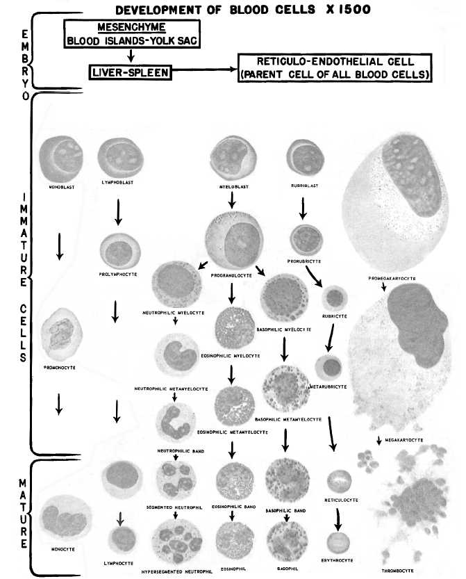 Development of blood cells