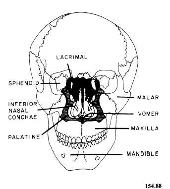 Frontal bones