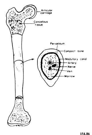 Structure of a typical long bone