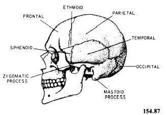 Lateral view of the skull