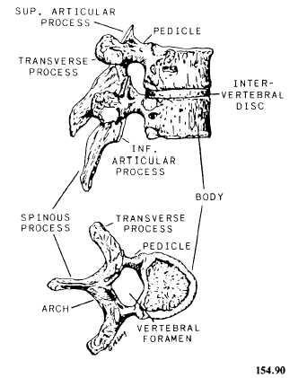 Vertebra structure