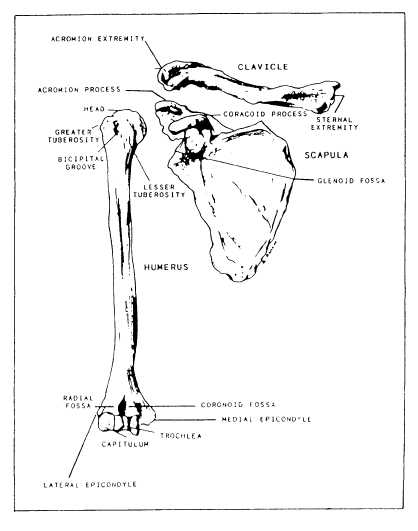 Shoulder girdle and arm bone