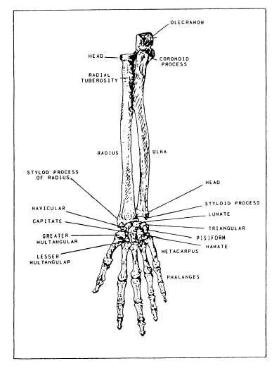 Forearm and hand bones