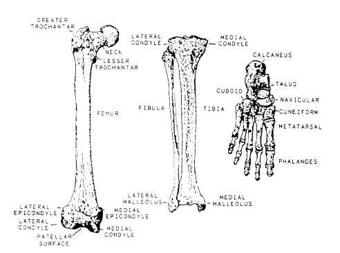 Bones of the lower extremity