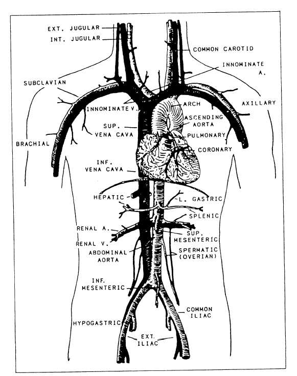 Arteries and veins of the torso