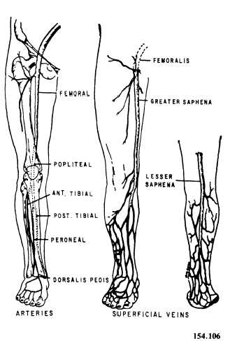 Arteries and veins of the lower extremity
