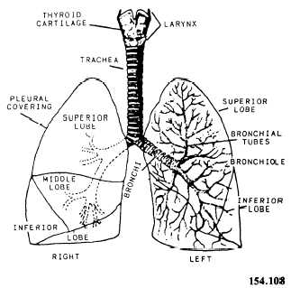 The lung and air passages