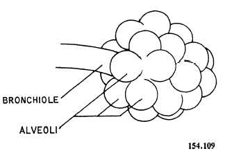 Bronchiole and alveoli