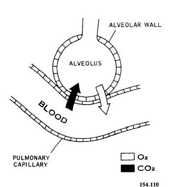Pulmonary exchange at alveoli