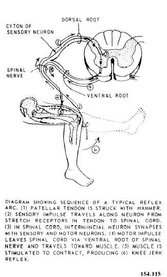 Cross section of the spinal cord and reflex arc