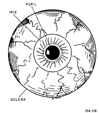 Eye, anterior view