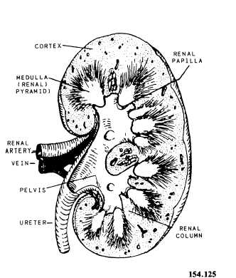 Cross section of the kidney