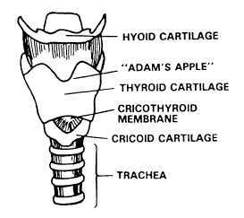 Structure of the neck to identify cricothyroid membrane