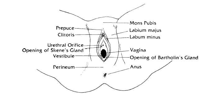 The female reproductive system anterior
