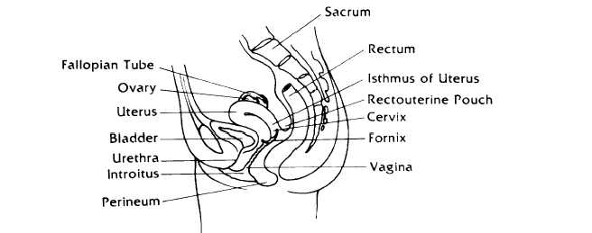 The female reproductive system lateral