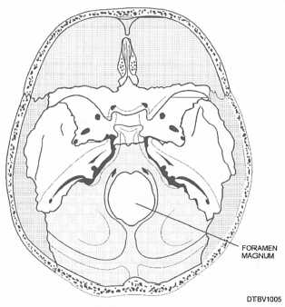 Foramen magnum of cranial cavity viewed from above