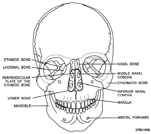 Anterior view of facial skeleton