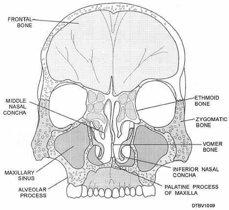 Posterior view of facial skeleton