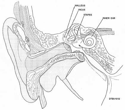 Anatomy of the middle ear