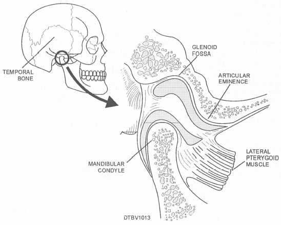 Temporal mandibular joint