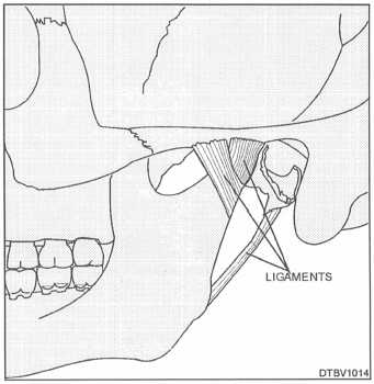 Ligaments of a temporal mandibular joint