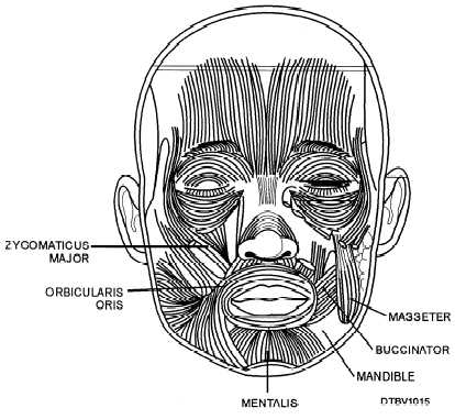 Anatomy of muscles of facial expression