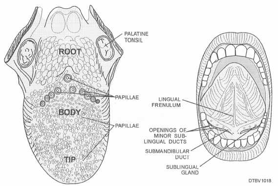Dorsal aspect of tongue (left), anatomy floor of mouth (right)
