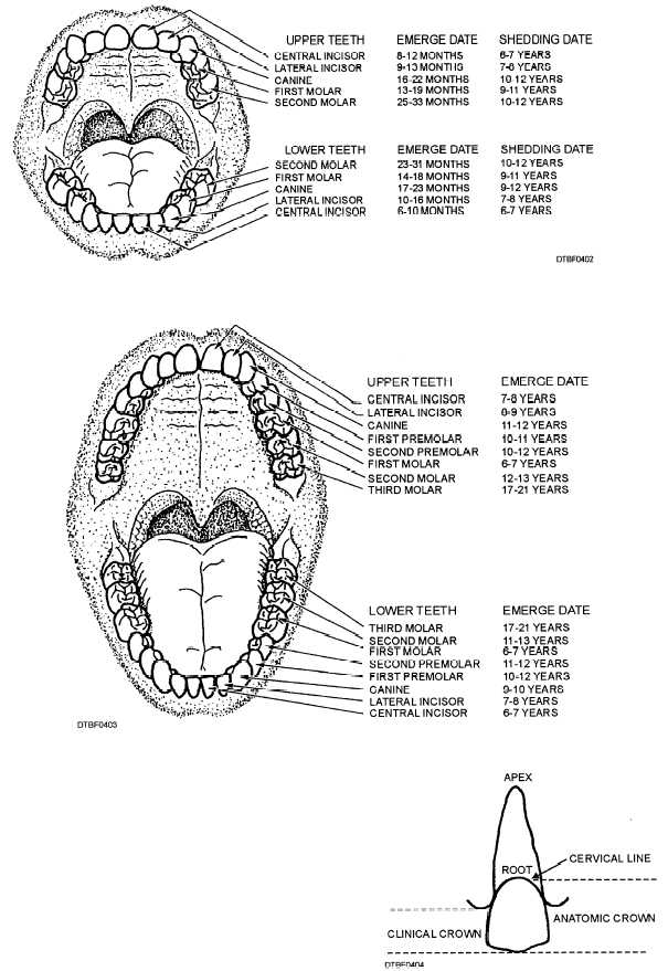 Average periods for emergence and exfoliation of primary teeth