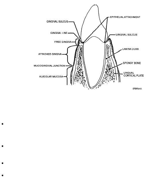 Structures of the gingiva