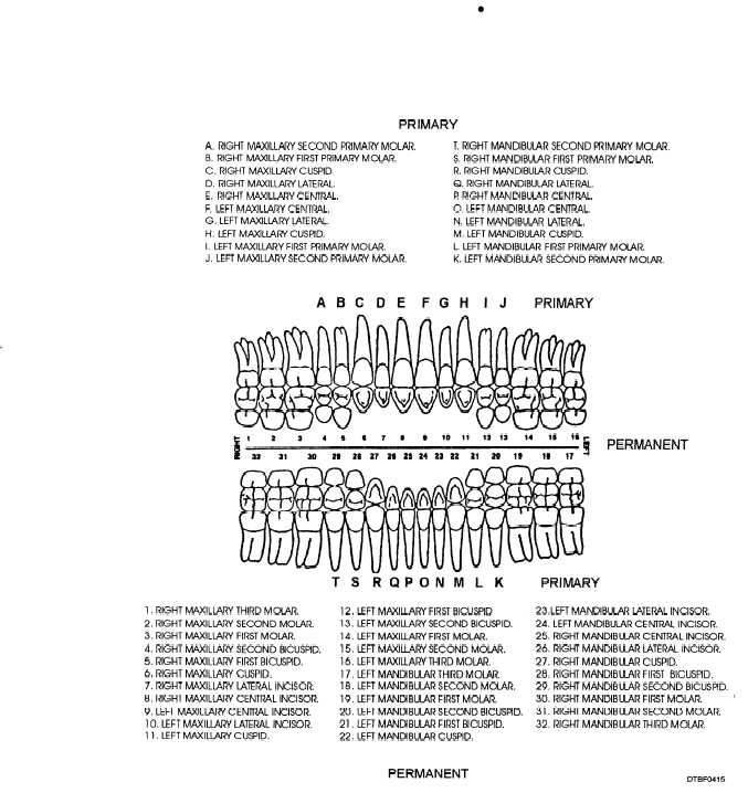 Standard dental chart; names and numbers of teeth