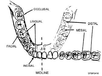 Surfaces of the teeth