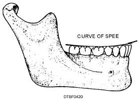 Curve of Spee