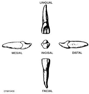 Surfaces of a mandibular central incisor