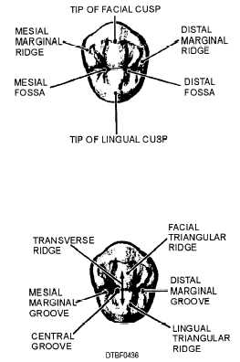 Features of an occlusal surface of maxillary first bicuspid