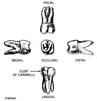 Surfaces of maxillary first molar