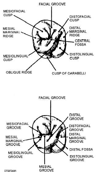 Features of occlusal surfaces of maxillary first molar