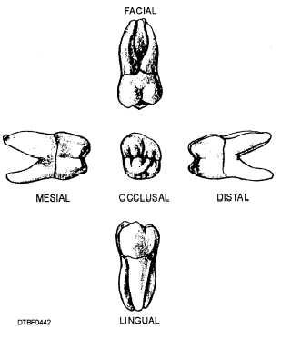 Surfaces of maxillary second molar