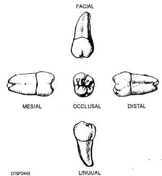 Surfaces of maxillary third molar