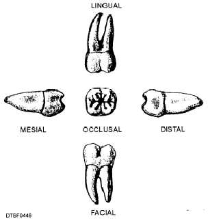 Surfaces of mandibular second molar